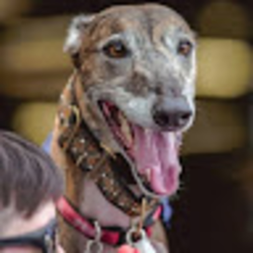 Meet your Posher, Ace
